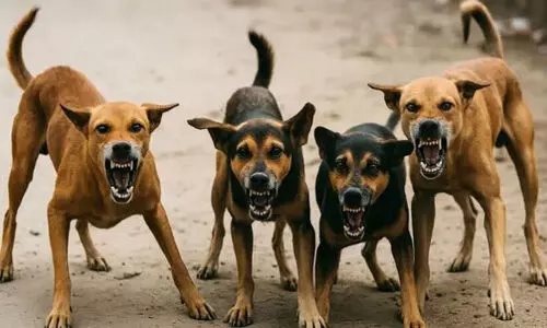 തെരുവ് നായ്ക്കൂട്ടം ആക്രമിക്കാൻ പാഞ്ഞെത്തി; വിദ്യാർഥി രക്ഷപ്പെട്ടത് തലനാരിഴക്ക്