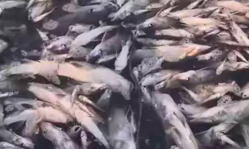 കു​മ്പ​ള​ങ്ങി​യി​ലെ കെ​ട്ടു​ക​ളി​ൽ മ​ത്സ്യ​ങ്ങ​ൾ കൂ​ട്ട​ത്തോ​ടെ ച​ത്തു​പൊ​ങ്ങി