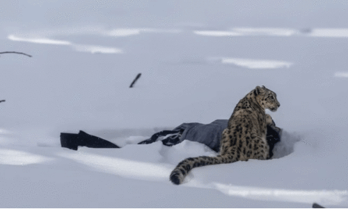 Tiger attacks tourist