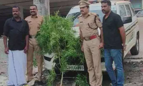 കൊടുവള്ളി ടൗണിൽ കഞ്ചാവ് ചെടി കണ്ടെത്തി; എക്സൈസ് സംഘം നശിപ്പിച്ചു