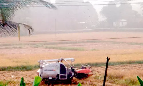 മകര മാസത്തിൽ അപ്രതീക്ഷിത മഴ; നെൽകർഷകർക്ക് തിരിച്ചടി
