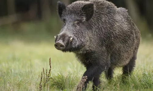 ഒ​റ്റ രാ​ത്രി​യി​ൽ വെ​ടി​വെ​ച്ചു​കൊ​ന്ന​ത് 13 കാ​ട്ടു​പ​ന്നി​ക​ളെ