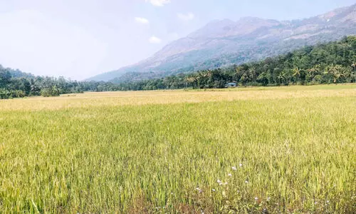 നെ​ല്ലി​ന് രോ​ഗ​ബാ​ധ ക​ർ​ഷ​ക​ർ പ്ര​തി​സ​ന്ധി​യി​ൽ