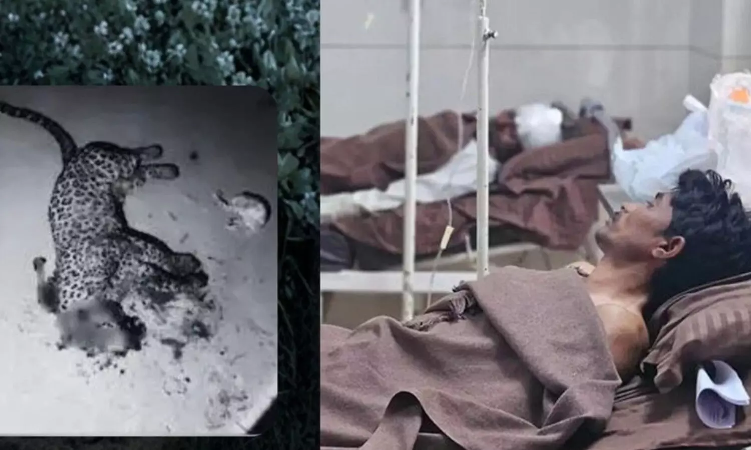 മകനെ രക്ഷിക്കാൻ പുലിയെ കൊന്ന് അറുപതുകാരൻ; പുലിയെ കൊന്നതിന് കേസെടുത്ത് വനംവകുപ്പ്