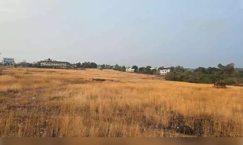 ഡൈമേറിയ പുൽമേടുകളാൽ പൊന്നിൻ വർണം തീർത്ത് മാടായിപ്പാറ ഡൈമേറിയ പുൽമേടുകളാൽ പൊന്നിൻ വർണം തീർത്ത് മാടായിപ്പാറ