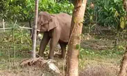 അക്രമകാരിയായ പിടിയാനയെ പിടികൂടണമെന്ന ആവശ്യം ശക്തം അക്രമകാരിയായ പിടിയാനയെ പിടികൂടണമെന്ന ആവശ്യം ശക്തം