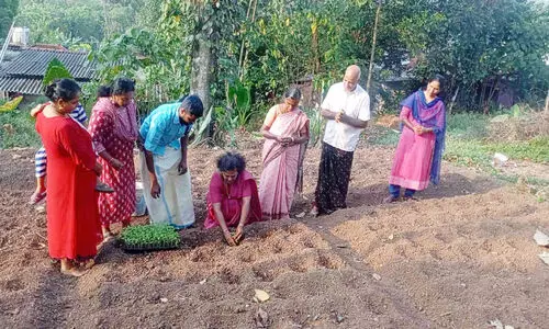 തരിശ്ശുഭൂമിയിൽ മുളക് കൃഷിയുമായി വായനശാല തരിശ്ശുഭൂമിയിൽ മുളക് കൃഷിയുമായി വായനശാല