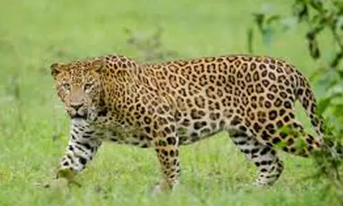 പുലിയെ കണ്ടതായി നാട്ടുകാർ പുലിയെ കണ്ടതായി നാട്ടുകാർ