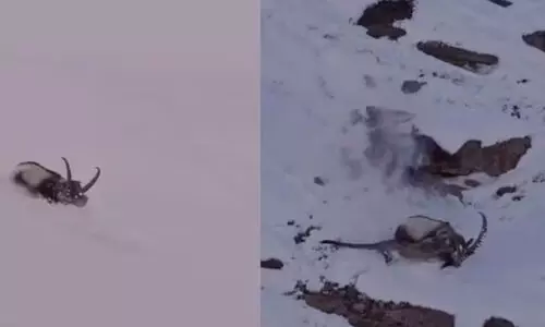 Snow leopard hunting a giant ibex; A rare sight in the worlds most hostile habitat; Video