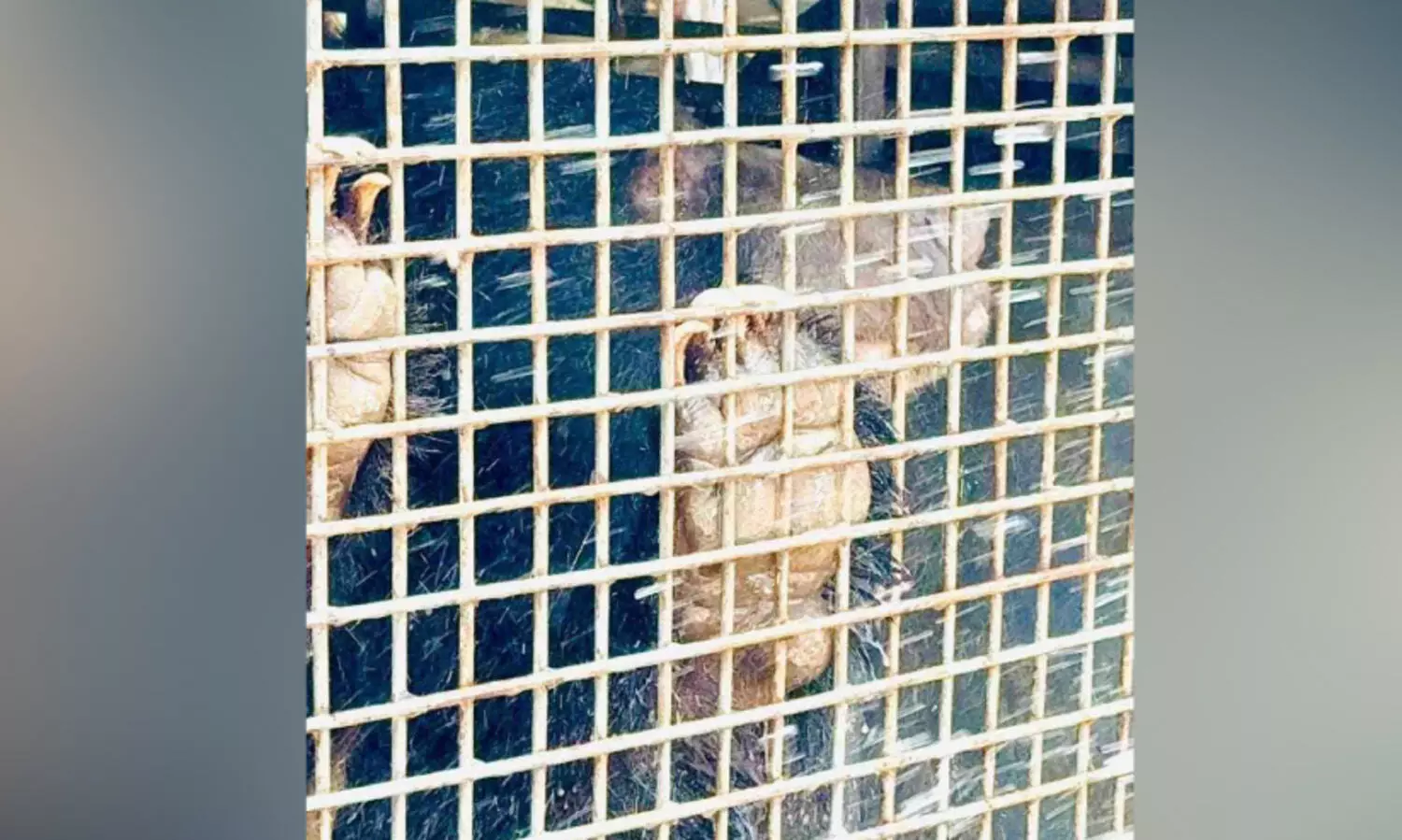 അമരമ്പലത്തെ ‘നെയ്യ് കള്ളൻ’ കരടി കൂട്ടിൽ; മാസങ്ങൾ നീണ്ട കരടിപ്പേടിക്ക് ആശ്വാസം