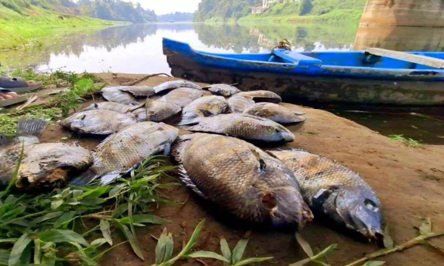 ചാലക്കുടിപ്പുഴയിൽ മീനുകൾ കൂട്ടത്തോടെ ചത്തുപൊങ്ങി