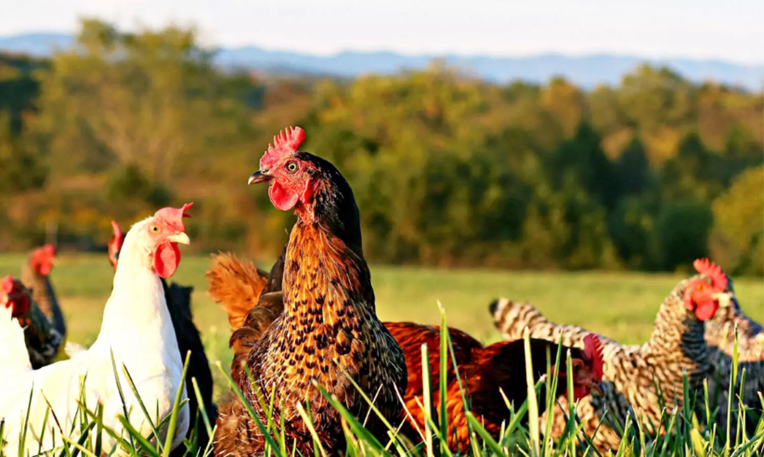 അജ്ഞാത ജീവിയുടെ ആക്രമണം; 600 ഓളം കോഴികൾ ചത്തു