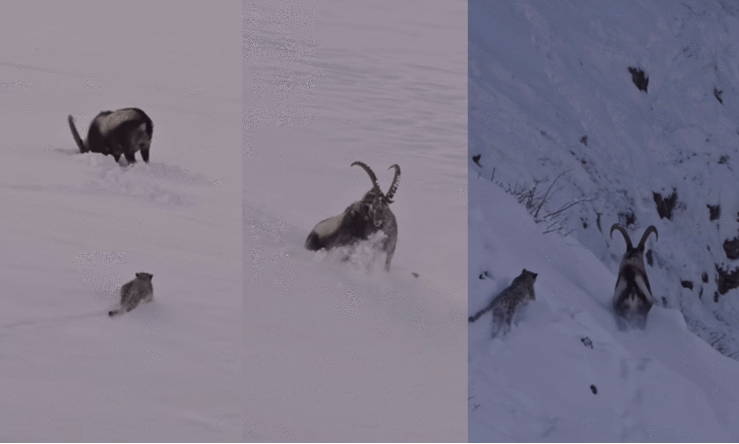 മരണമുഖത്തും കടുത്ത പോരാട്ടം! ചുറ്റിവരിഞ്ഞ മഞ്ഞുപുലിയിൽ നിന്നും രക്ഷപ്പെടുന്ന ഐബക്സ് -VIDEO