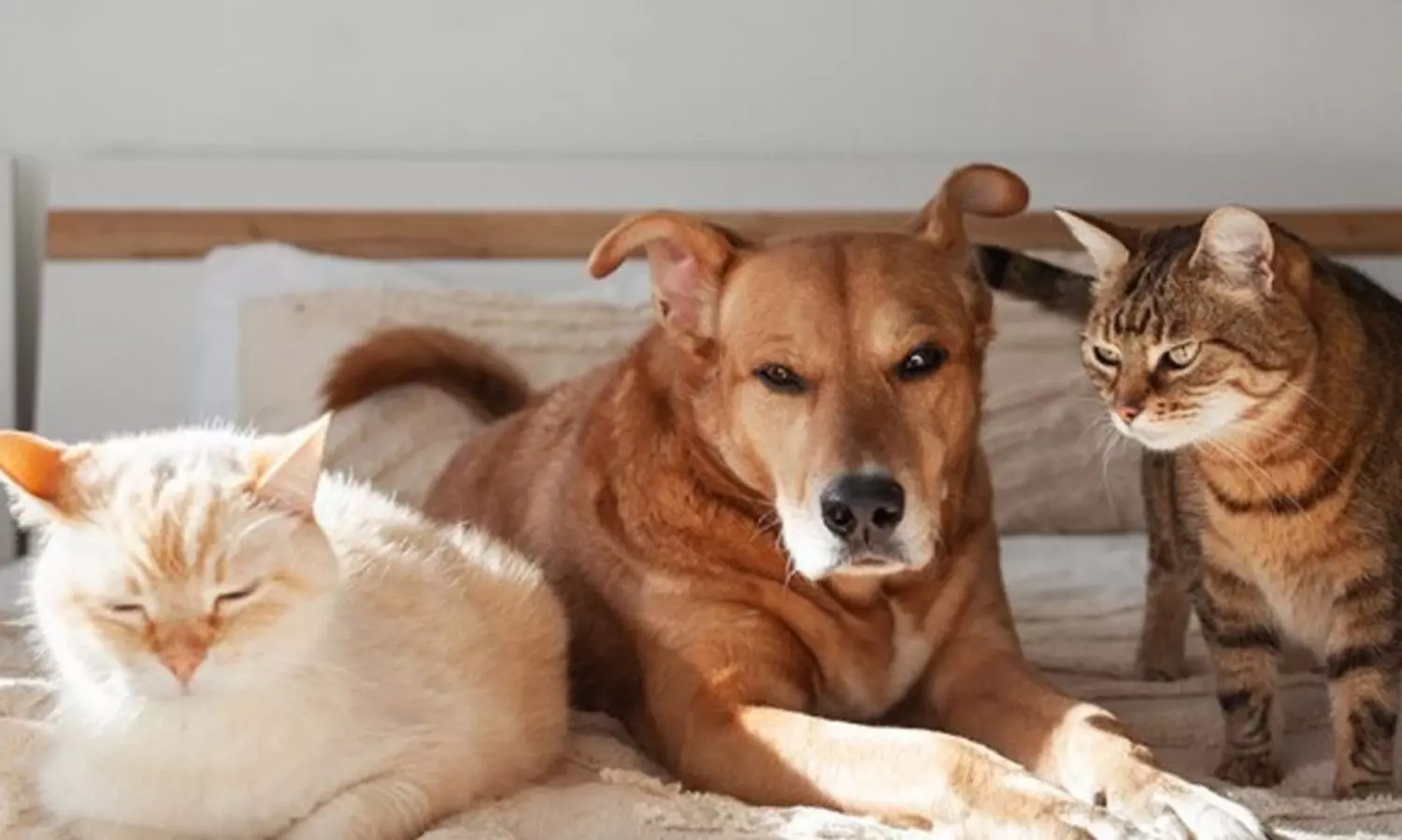 അബൂദബിയിൽ മൂന്നു മുതൽ വളർത്തുമൃഗങ്ങ​ളുടെ രജിസ്​ട്രേഷൻ നിർബന്ധം