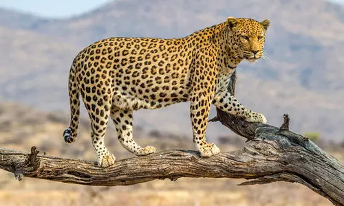 നിർത്തിയിട്ട ബസിൽ പുലി കയറി നാശനഷ്ടം വരുത്തി