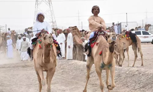 ബർക്കയിൽ അൽ അർദ ഒട്ടകഓട്ടമത്സരത്തിന് സമാപനം