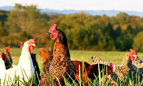 അജ്ഞാത ജീവിയുടെ ആക്രമണം; 600 ഓളം കോഴികൾ ചത്തു