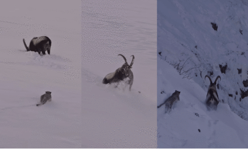 മരണമുഖത്തും കടുത്ത പോരാട്ടം! ചുറ്റിവരിഞ്ഞ മഞ്ഞുപുലിയിൽ നിന്നും രക്ഷപ്പെടുന്ന ഐബക്സ് -VIDEO