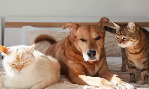 അബൂദബിയിൽ മൂന്നു മുതൽ വളർത്തുമൃഗങ്ങ​ളുടെ രജിസ്​ട്രേഷൻ നിർബന്ധം