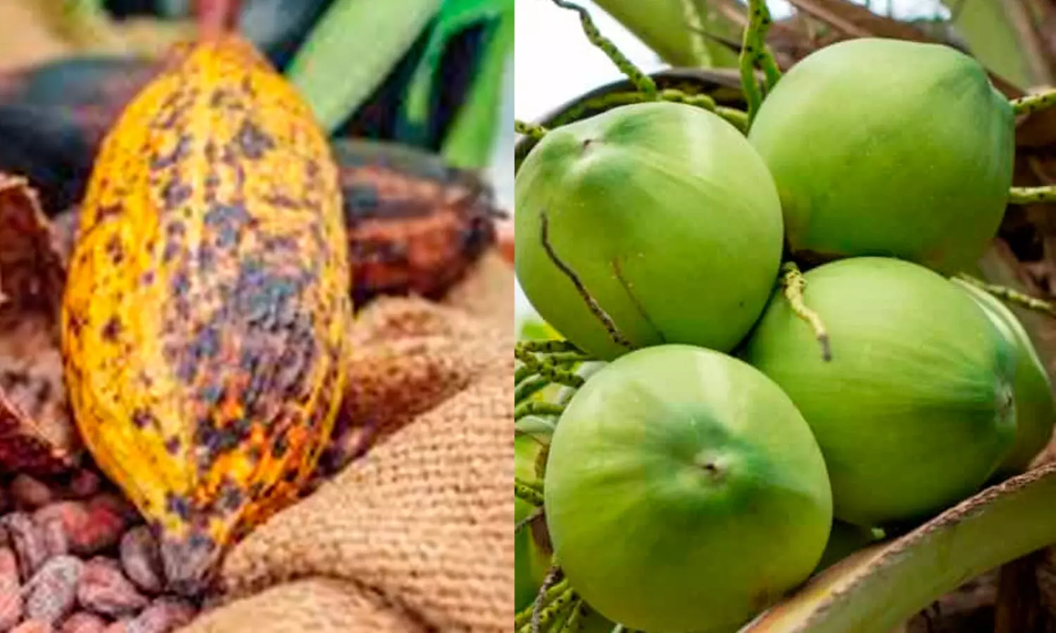 നാളികേരത്തിനും കശുവണ്ടി ഉൾപ്പെടെ മൂല്യ വർധിത വിളകൾക്കും സഹായം പ്രഖ്യാപിച്ച് ബജറ്റ്