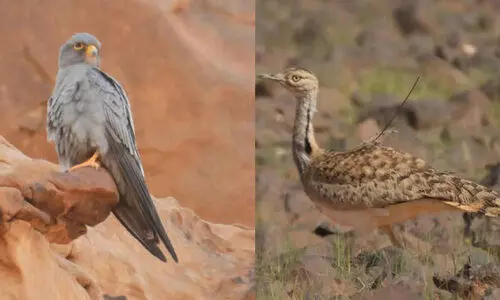 അപൂർവ വന്യജീവികളുടെ സങ്കേതമായി കിങ് സൽമാൻ റോയൽ റിസർവ് അപൂർവ വന്യജീവികളുടെ സങ്കേതമായി കിങ് സൽമാൻ റോയൽ റിസർവ്
