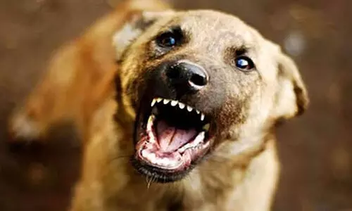 പാറക്കണ്ടിയില്‍ മൂന്നുപേരെ കടിച്ച തെരുവുനായ്ക്ക് പേവിഷബാധ