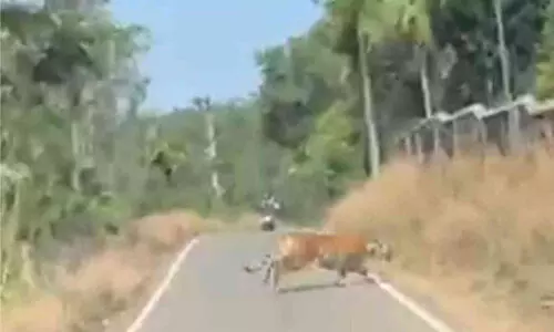 കടുവയുടെ സഞ്ചാരം; ജനങ്ങൾ ഭീതിയിൽ കടുവയുടെ സഞ്ചാരം; ജനങ്ങൾ ഭീതിയിൽ