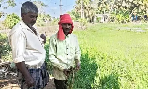 കീടബാധ: കുട്ടനാട്ടിലെ നെൽകർഷകർ വലയുന്നു കീടബാധ: കുട്ടനാട്ടിലെ നെൽകർഷകർ വലയുന്നു