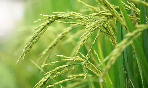 കൃഷി ഭവനിൽ നിന്നും ലഭിച്ച നെൽവിത്തുകൾ ഉപയോഗശൂന്യമെന്ന് പരാതിയുമായി കർഷകർ കൃഷി ഭവനിൽ നിന്നും ലഭിച്ച നെൽവിത്തുകൾ ഉപയോഗശൂന്യമെന്ന് പരാതിയുമായി കർഷകർ