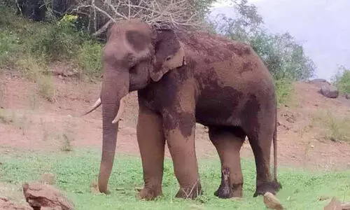വാഴാനിയിൽ അവശനായ കുട്ടിക്കൊമ്പന്റെ നില അതീവ ഗുരുതരം