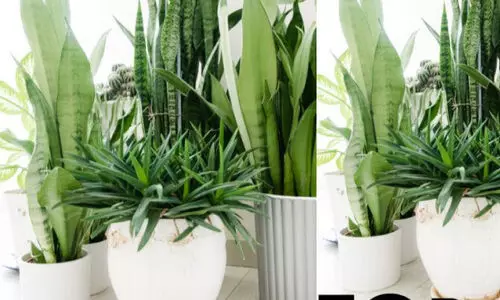 വായു ശുദ്ധീകരിക്കുന്ന മികച്ച ഇൻഡോർ ചെടികൾ വായു ശുദ്ധീകരിക്കുന്ന മികച്ച ഇൻഡോർ ചെടികൾ