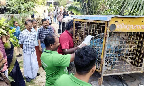 വീട്ടിൽ വളർത്തിയ തെരുവ് നായ്ക്കളെ കോർപറേഷൻ പിടികൂടി വീട്ടിൽ വളർത്തിയ തെരുവ് നായ്ക്കളെ കോർപറേഷൻ പിടികൂടി