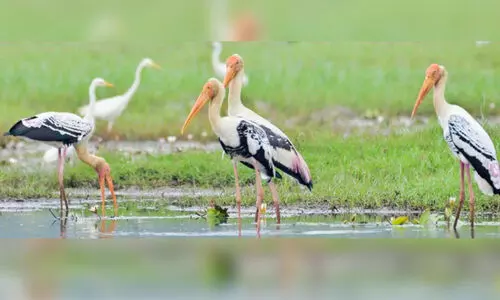 ജില്ലയിലെ നീർത്തടങ്ങളിൽ നീർപ്പക്ഷികളുടെ എണ്ണം കൂടി ജില്ലയിലെ നീർത്തടങ്ങളിൽ നീർപ്പക്ഷികളുടെ എണ്ണം കൂടി