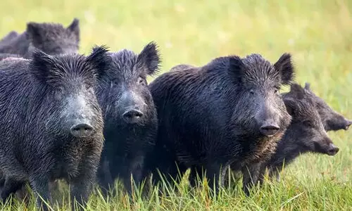 മനുഷ്യ-വന്യജീവി സംഘർഷം: വെടിവെച്ചുകൊന്നത് 700 കാട്ടുപന്നികളെ മനുഷ്യ-വന്യജീവി സംഘർഷം: വെടിവെച്ചുകൊന്നത് 700 കാട്ടുപന്നികളെ