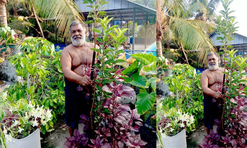 കൊച്ചു മട്ടുപ്പാവിൽ കൃഷിയെന്ന സ്വപ്നം വിളയിച്ച് ഡോണൽ