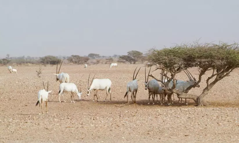 അ​റേ​ബ്യ​ൻ ഓ​റി​ക്സ് സം​ര​ക്ഷി​ത മേ​ഖ​ല​ക്ക് പു​തി​യ ച​ട്ട​ങ്ങ​ൾ പ്ര​ഖ്യാ​പി​ച്ചു