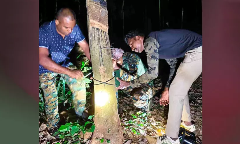 കടുവക്കായുള്ള തെരച്ചിൽ നിർത്തി; അമ്പലപ്പാറയിൽ പത്ത് നിരീക്ഷണ കാമറകൾ സ്ഥാപിച്ചു കടുവക്കായുള്ള തെരച്ചിൽ നിർത്തി; അമ്പലപ്പാറയിൽ പത്ത് നിരീക്ഷണ കാമറകൾ സ്ഥാപിച്ചു