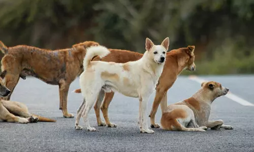 പേവിഷബാധ: ചികിത്സ തേടിയ പട്ടികയിൽ മലപ്പുറം 11ാമത് പേവിഷബാധ: ചികിത്സ തേടിയ പട്ടികയിൽ മലപ്പുറം 11ാമത്