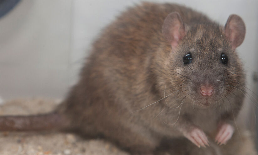 ബ ഹ്‌ റൈ നി ൽ എ ലി ശ ല്യം രൂ ക്ഷ മാ കു ന്നു | The rat in Bahrain is ...