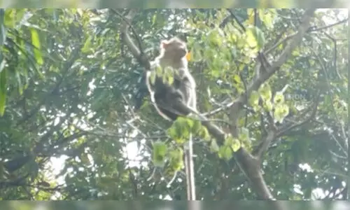 കുരങ്ങുശല്യം രൂക്ഷം,പൊറുതിമുട്ടി കര്‍ഷകര്‍