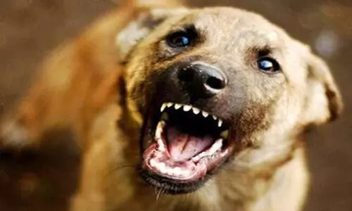 തെരുവു നായ് ആക്രമണം; സ്കൂൾ കുട്ടികളടക്കം ഏഴു പേർക്ക് കടിയേറ്റു തെരുവു നായ് ആക്രമണം; സ്കൂൾ കുട്ടികളടക്കം ഏഴു പേർക്ക് കടിയേറ്റു