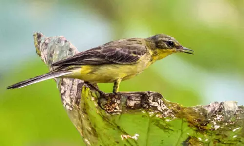 കരിമ്പുഴയുടെ ജൈവവൈവിധ്യം തേടി സർവേ; 247 ഇനം പക്ഷികൾ, 233 ഇനം പൂമ്പാറ്റകൾ, എട്ടിനം പക്ഷികളെക്കൂടി പുതിയതായി രേഖപ്പെടുത്തി കരിമ്പുഴയുടെ ജൈവവൈവിധ്യം തേടി സർവേ; 247 ഇനം പക്ഷികൾ, 233 ഇനം പൂമ്പാറ്റകൾ, എട്ടിനം പക്ഷികളെക്കൂടി പുതിയതായി രേഖപ്പെടുത്തി