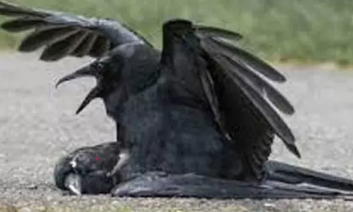 കാക്കക്ക് പക്ഷിപ്പനി; ജില്ലയിൽ ഭീതി ഒഴിയുന്നില്ല കാക്കക്ക് പക്ഷിപ്പനി; ജില്ലയിൽ ഭീതി ഒഴിയുന്നില്ല