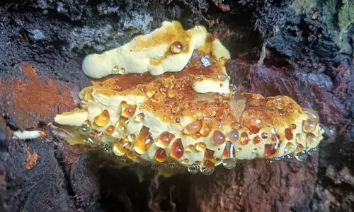 Fulvifomes Siamensis