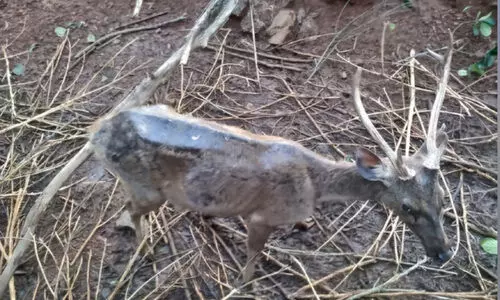 മംഗളൂരു മൃഗശാല അടച്ചുപൂട്ടാൻ ഹൈകോടതി നിർദേശം