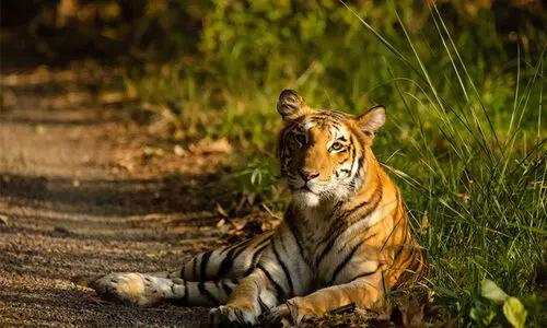 ചെങ്ങറയെ ഭീതിയിലാക്കുന്ന കടുവ കാണാമറയത്തു തന്നെ