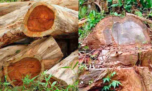 മു​ട്ടി​ൽ മ​രം​മു​റി കോ​ട​തി വി​ധി പ്ര​തി​ക​ൾ​ക്ക് തി​രി​ച്ച​ടി​യാ​കും