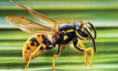 കടന്നല്‍ ആക്രമണം: എട്ടുപേര്‍ക്ക് പരിക്ക്