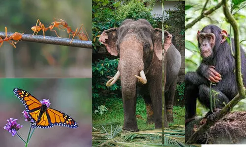 പ്രകൃതിയുടെ ഫാർമസി; സ്വയം ചികിത്സിക്കുന്ന വന്യജീവികൾ