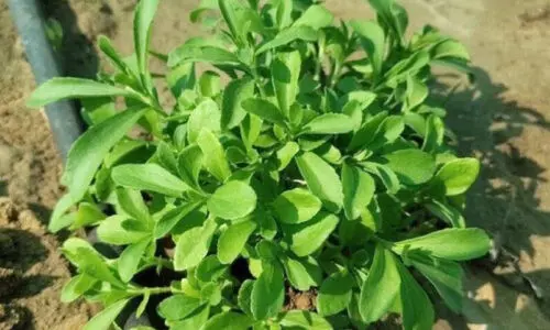 സൗ​ദി​യി​ൽ പ്ര​കൃ​തി​ദ​ത്ത മ​ധു​ര​മാ​യ ‘സ്റ്റീ​വി​യ’ കൃ​ഷി​യി​ൽ വ​ൻ വി​ജ​യം